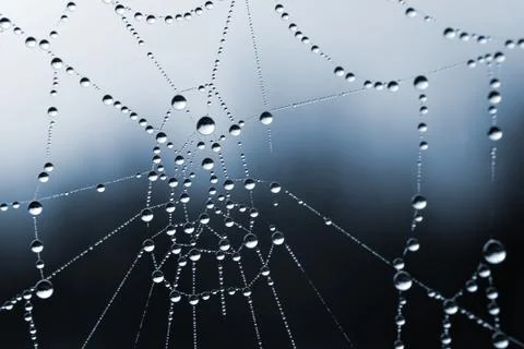 Spider web with dew drops Stock Photos