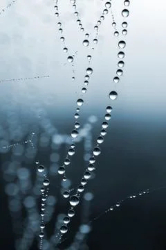 Spider web with dew drops Stock Photos