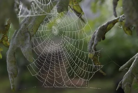 Spider web with dew drops Stock Photos