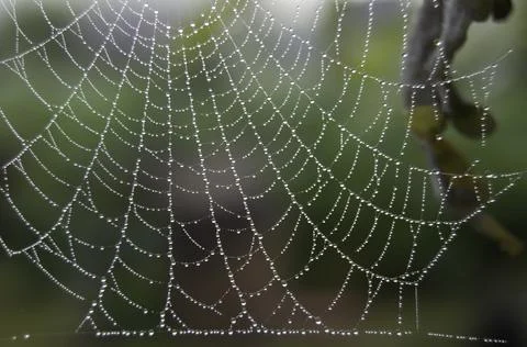 Spider web with dew drops Stock Photos