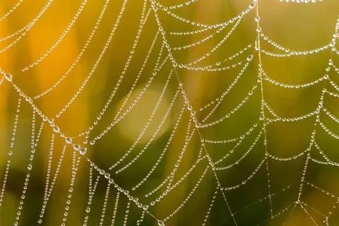 Spider web with dew drops. 스톡 사진
