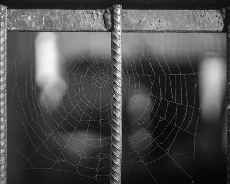 Spider web with dew drops Stock Photos