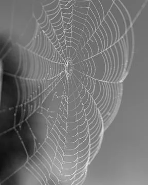 Spider web with dew drops Stock Photos