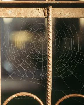 Spider web with dew drops Stock Photos