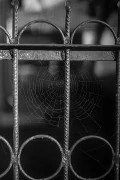 Spider web with dew drops Stock Photos