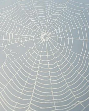 Spider web with dew drops Stock Photos