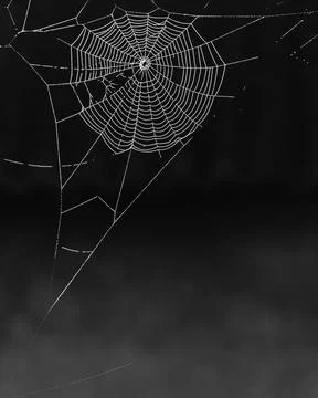 Spider web with dew drops Stock Photos