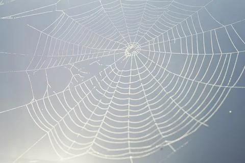Spider web with dew drops Stock Photos