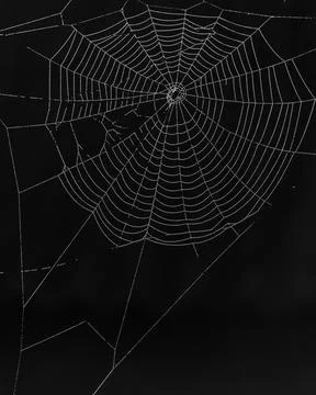 Spider web with dew drops Stock Photos