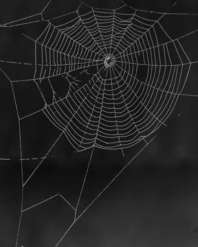 Spider web with dew drops Stock Photos