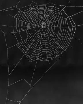 Spider web with dew drops Stock Photos