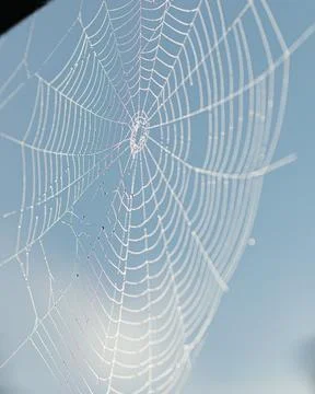 Spider web with dew drops Stock Photos