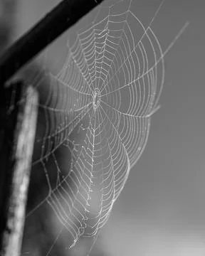 Spider web with dew drops Stock Photos