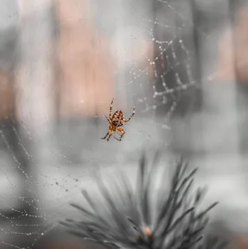 Spider on a web with dew drops Stock Photos