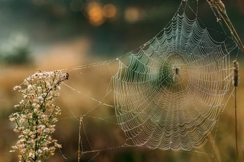 Spider web with dew drops. Фото