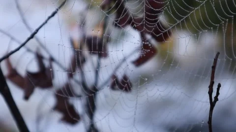 Spider Web Dew Drops River Rapids Background Macro Nature Morning Stock Footage 334345883