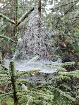 A spider web with dew drops on a spruce branch Stock Photos