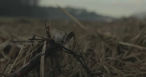 Spider web with dew drops at sunrise Stock Footage 76405120