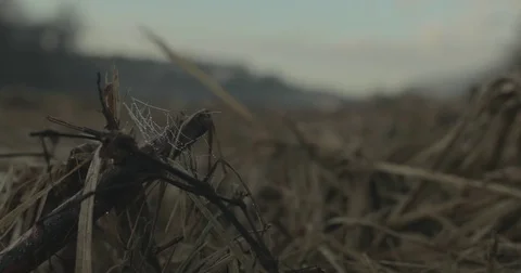 Spider web with dew drops at sunrise Stock Footage 76405149