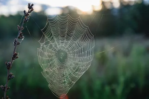 A spider web with dew drops in the sun's rays Stock Photos