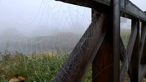 Spider web with dew drops swaying in the wind Stock Footage 167238586
