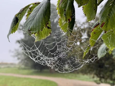 Spider Web with Dew Drops on Tree Leaves Stock Photos