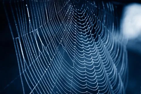 Spider web in dew drops in a trendy blue tone. 스톡 사진