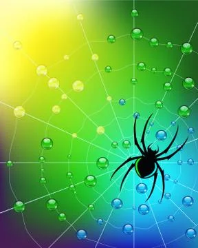 Spider on the web in dew drops. Vector Stock Illustration