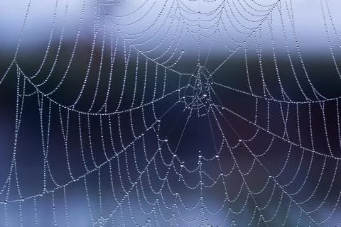 Spider web with dew drops without spider at morning with selective focus closeup Фото