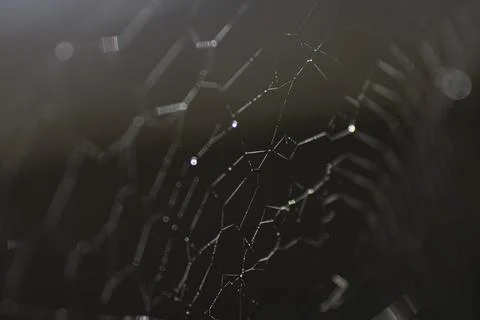 Spider web with dew drops , in the yard Stock Photos