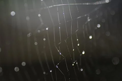 Spider web with dew drops , in the yard Stock Photos
