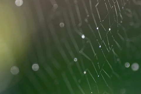 Spider web with dew drops , in the yard Stock Photos