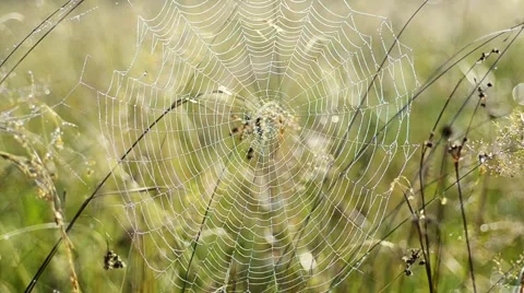 Spider web with dew Stock Footage 63829797