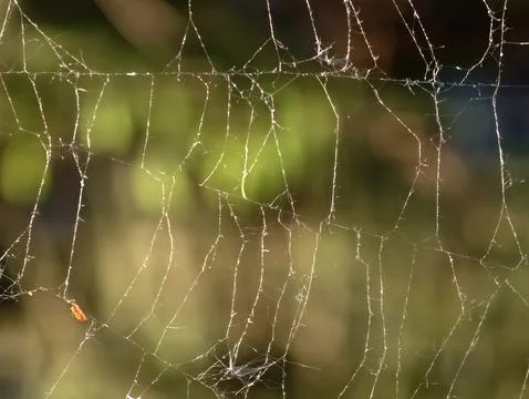 Spider web with dew in garden Stock Photos