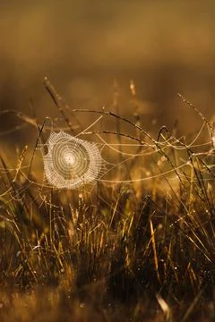 Spider web with dew hanging on the grass at sunrise. Stock Photos