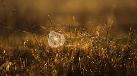Spider web with dew hanging on the grass at sunrise. Foto stock