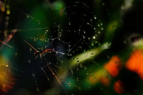 Spider in a web with dew Stock Photos