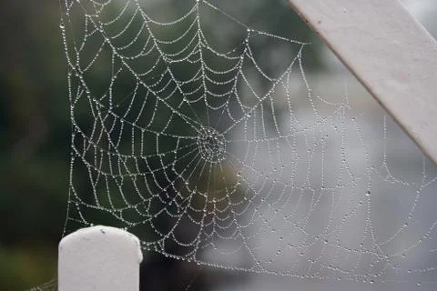 Spider web with dew Stock Photos