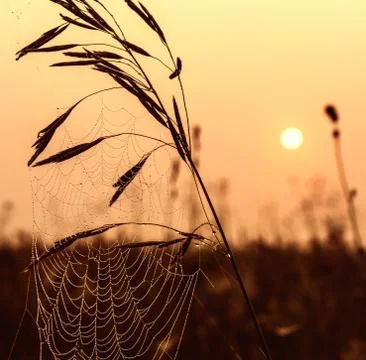 Spider web in dew Stock Photos