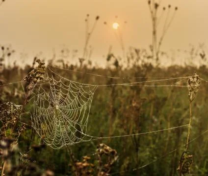 Spider web in dew Stock Photos