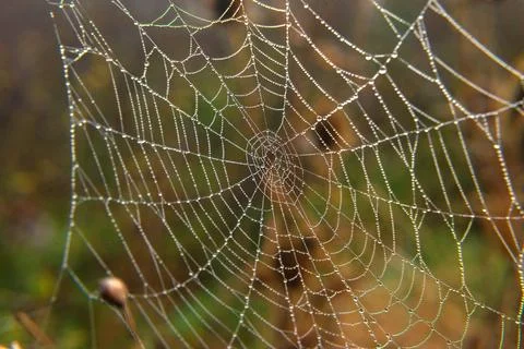 Spider web with dew Stock Photos