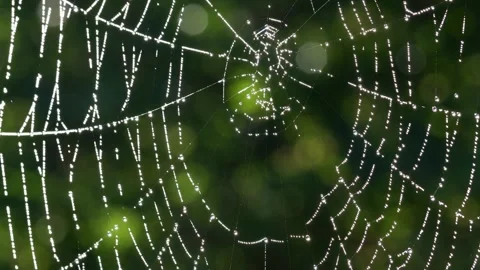 A spider web with dew in the sun 4k 25fps video Stock Footage 288771611