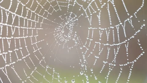 Spider Web With Dew in the Wind Stock Footage 278808609