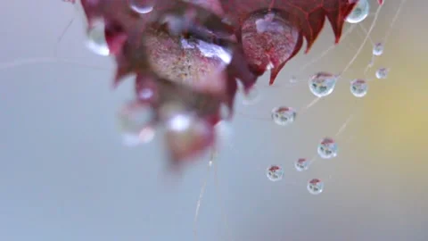 Spider Web with Dewdrops and Plant 스톡 동영상 338235194