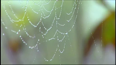 Spider in web with dewdrops Stock Footage 76417263