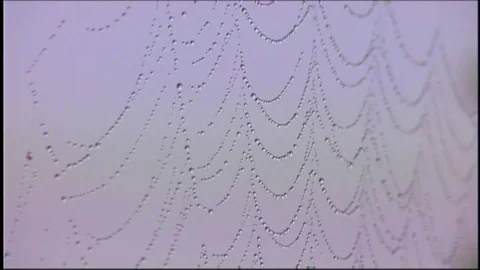 Spider in web with dewdrops Stock Footage 76417320
