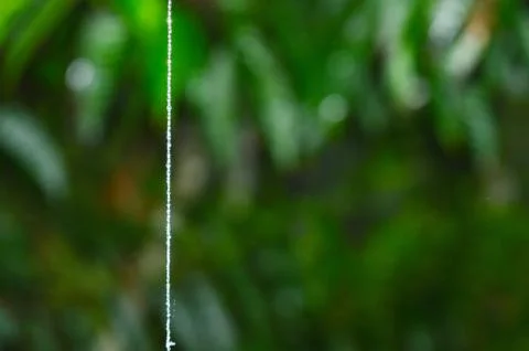 Spider web with dewdrops makes it look like a chain of pearls. The background Stock Photos