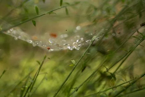Spider web with diamond drops Stock Photos