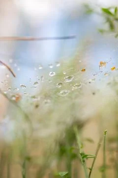 Spider web with diamond drops Stock Photos