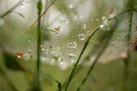 Spider web with diamond drops Stock Photos